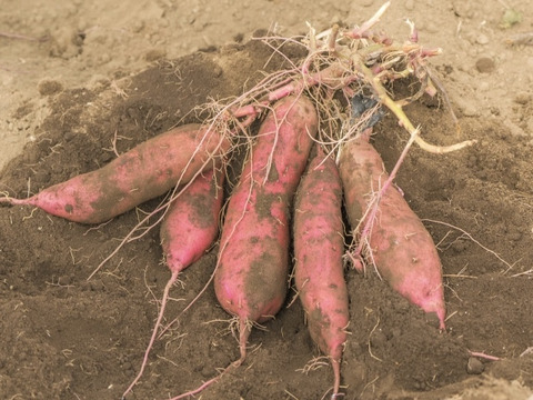 愛情たっぷり❤︎!! 女性さつまいも農家が作るこだわりさつまいも【 茨城県産 べにはるか(土付き) Ｓ〜ＬサイズMix ５kg 】