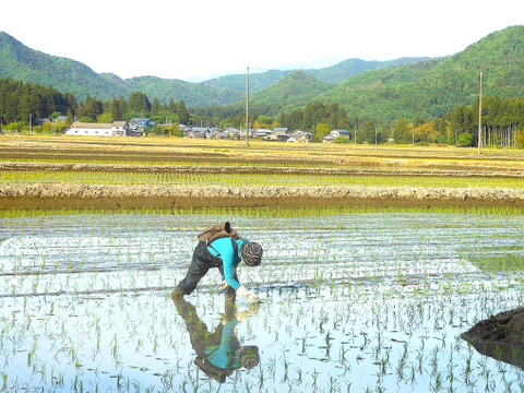 【恋の予感】1㎏×2袋と【こしひかり】1㎏×2袋と【縁結び】300ｇ×1袋の合計5袋で合計4.3㎏でのお試しセット・是非とも新潟で栽培したお米を食べ比べてみてください、