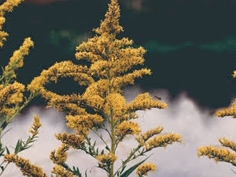 セイタカアワダチソウパウダー