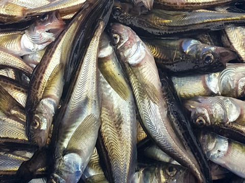 【期間限定】旨い！秋田の春ハタハタ３㎏(ブリコ、白子は入ってません)