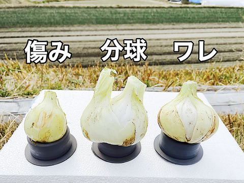 【家庭用】元気いっぱいの淡路島　新玉ねぎ！（5ｋｇ）【ひょうご安心ブランド認証】訳あり