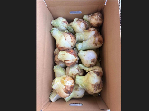 【訳あり数量限定】淡路島産ブランド新玉ねぎ 『にじたま』極早生 5kgダンボール入り（ご家庭用・17～20個前後） 使いやすいM・L・2L混在！◎農家直送