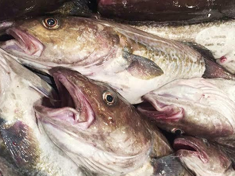 鍋にぴったり 鱈 白子無 鳥取県産の魚 食べチョク 産地直送 産直 お取り寄せ通販 農家 漁師から旬の食材を直送
