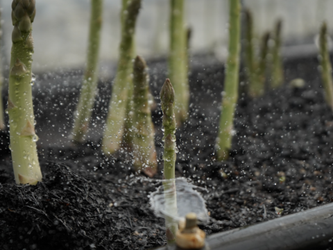 【森のアスパラ】ジューシーな佐賀県産！極太 L~2Lサイズ・800g