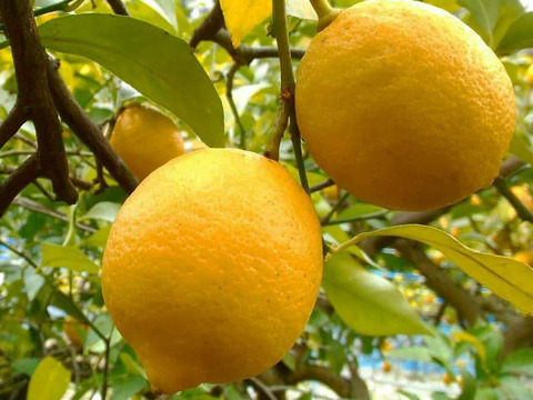 【A品】化学農薬不使用！日本一の国産レモンの生産地がお届けする瀬戸田産レモン【1kg】