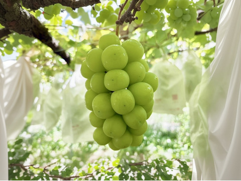 高糖度！山梨県産シャインマスカット2kg（3～5房）：山梨県産の