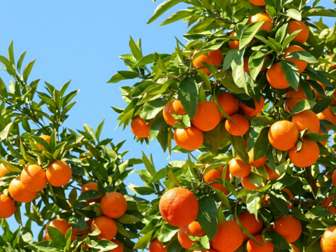 【濃縮、太陽の甘み】南津海（なつみ）　お試し１ｋｇ ご家庭用 農薬不使用 自然栽培 愛媛県