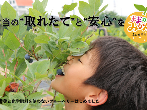 新鮮　手摘みブルーベリー（冷凍）　約1.3kg　農薬不使用　えひめ農園