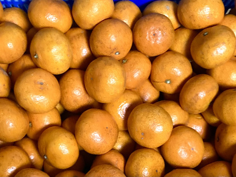 食べたらやみつき！【絶品】　糖度15度以上『興津早生みかん』　３kg