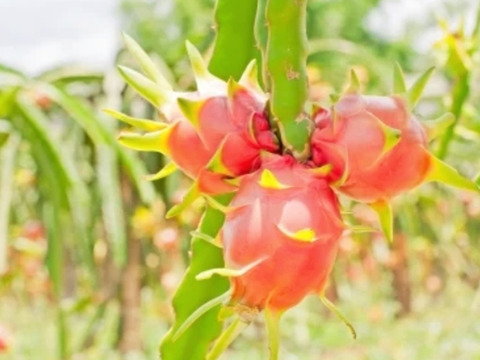 リピート急増中！完熟ドラゴンフルーツ２.５キロ(４~６個)〇当園今季初出荷 数量限定品ですお早めにどうぞ(๑˃̵ᴗ˂̵)و