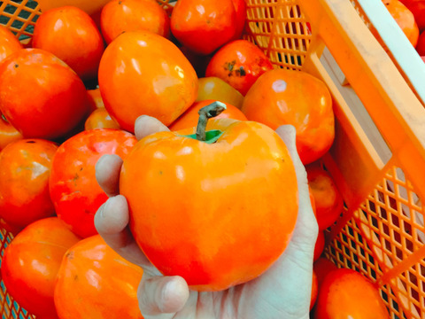 【11/29終了・早い者勝ち！】干し柿に最適！ずっしり甲州百目柿【約10㎏・渋柿】