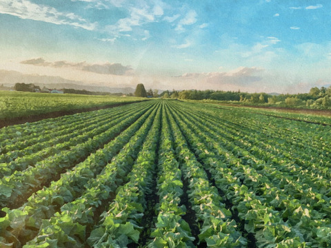 甘いキャベツ！とよく言われますが昔かた食べているので
作っている本人はよくわかりません【今が旬】