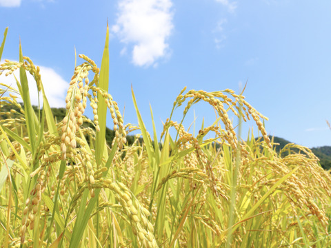 ”特別栽培米”青天の霹靂【農薬、化学肥料５０％減】白米５kg