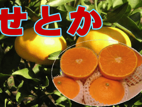 果汁・糖度タップリ！せとか特秀（贈答用・３kg）