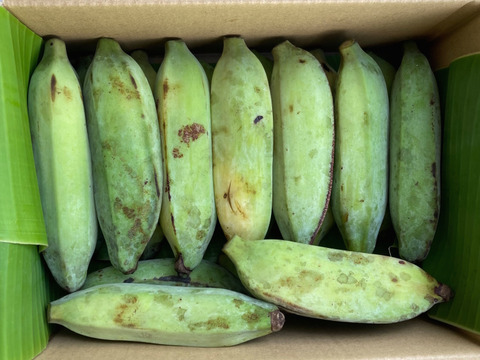 【朝市限定】果物としてもお野菜としても!無農薬のナムワ系アイスクリームバナナ 2kg