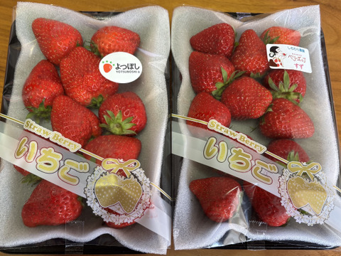 限定大特価セール！！50％OFF！！【いちご食べ比べ】佐賀県産いちご