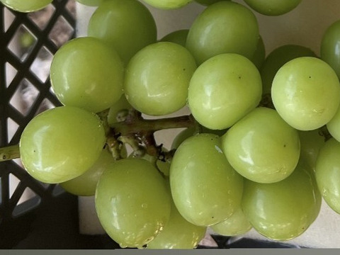 【家庭用】山梨県産　シャインマスカット　2～3房