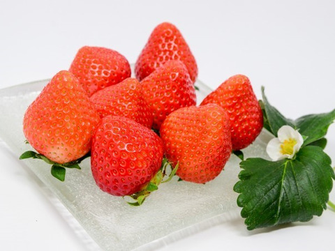 じっくり育てた果汁の香り良い『恋みのり』1箱2ﾄﾚｰ入