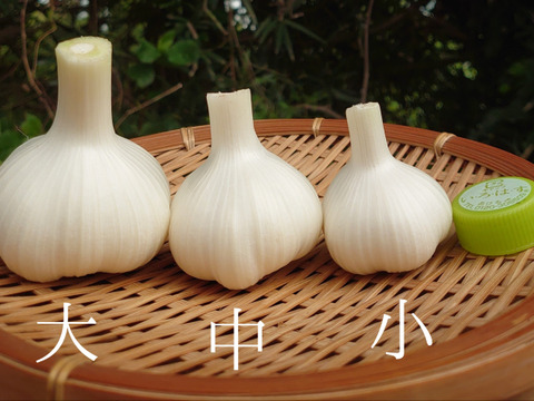 【期間限定】新ニンニク1ｋｇ（栽培期間中農薬・肥料不使用）