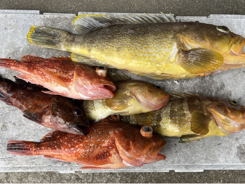 明日朝まで限定！捕れたて！カサゴ・アオナ約3.5kg 長崎県対馬市(内臓・鱗処理済)