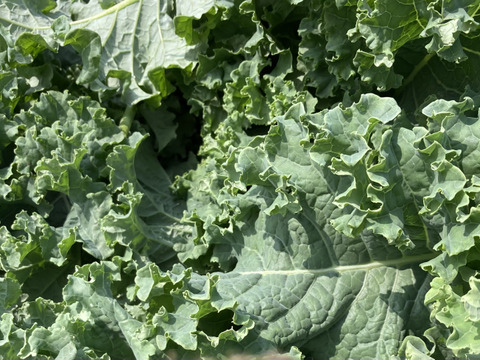 カーリーケール＆カーボロネロ各200g