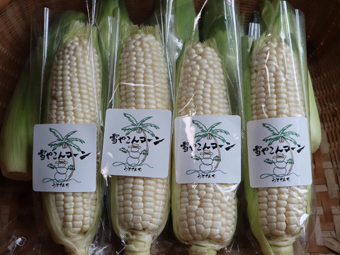最高糖度22.0度！うとさんちのブランド野菜、極甘白いとうもろこし「雪やこんコーン」お試し4本入り