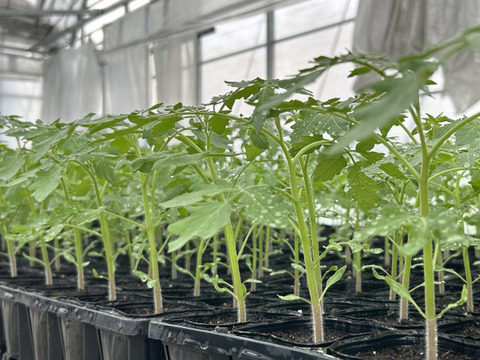 甘くて濃厚！『知多アモーレトマト』（ご家庭用おすすめ250gｘ4p）