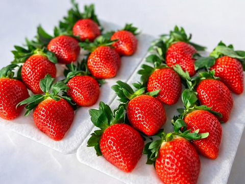 冷凍いちご1kg（500g×2袋）｜ヘタ取り済み・真空冷凍｜宮崎県産やよいひめ｜スムージー・ジャム用（家庭加工向け）