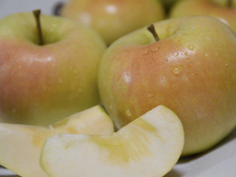 【先行予約】トキ 家庭用5kg（12-18玉）✨黄色くてときめく甘さのりんご