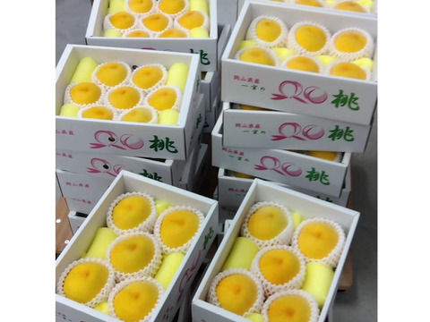 食欲をそそる鮮やかな黄金色と強い甘み！【黄金桃】（ご家庭用・約2kg）