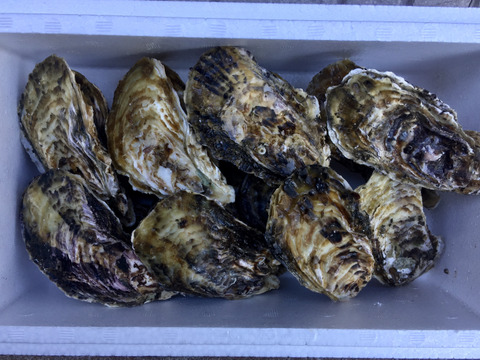 ❄️伊勢志摩的矢湾産 殻付き牡蠣 15個入り 生食用❗️
