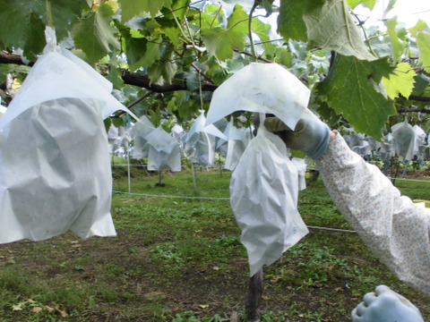 信州小布施　巨峰［種無し］2キロ販売　9/5から順次発送