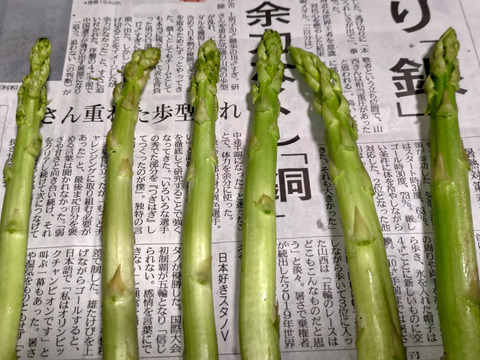 【春芽】朝採アスパラガス B品 L~2Lサイズ ４kg 【収穫当日発送】