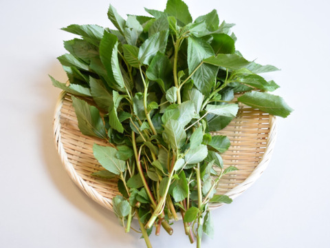 和らぎ農法　モロヘイヤ（1束）