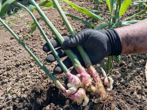 とりたて旬野菜７種類前後 【農薬・化学肥料不使用】