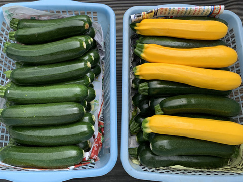 原木椎茸２袋、ズッキーニ4本、花ズッキーニ15本‼️3点セット❗️