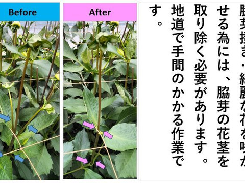 ダリア 彩り鮮やか！心華やぐ麗しき花！〈10本〉