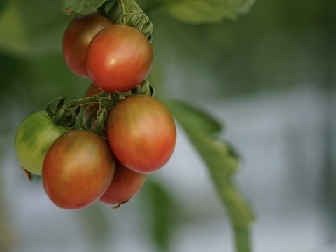 【冬ギフト】【大満足セット】トマト、ミニトマト、カラフルトマトの詰め合わせ12種の1.6キロ【トマト食べ比べ】