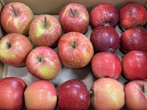 【在庫限り】千雪・まさゆめハーフセット訳ありバラ詰め　約2.7Kg　小玉多め　千雪多め　青森県産