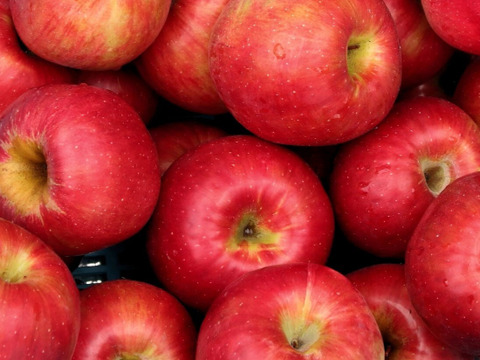 紅玉 10～14玉（約2.7㎏）
甘ずっぱく濃厚な味わい
そのままでも　タルトやジャムにも
モールド詰めかバラ詰めでお届け