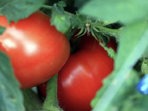 期間限定　訳あり夏の高原完熟トマト
4〜5キロ　20〜30個　B品　美味しさそのまま