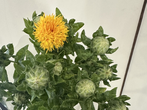 【産地直送／ベニバナ、３束（１束約６本】なかなか花屋さんで出会えない元気いっぱいの希少な花ベニバナ。ふっくらとした葉の間から顔をのぞかせる、鮮やかなベニバナです。ドライフラワーにしてもオススメ！