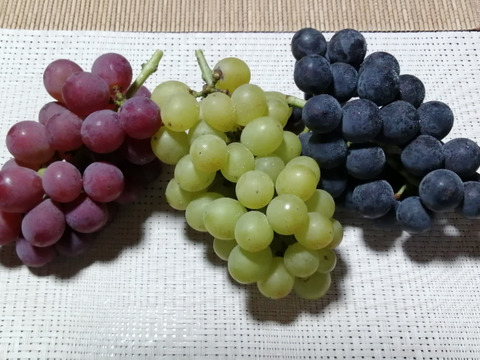 ✨🍇第一弾　2024ぶどう3種食べ比べセット🍇✨
　　　紅伊豆　・　ハニービーナス　・　巨峰
【ご家庭用・中房各１房入・計約1.3㌔位入】