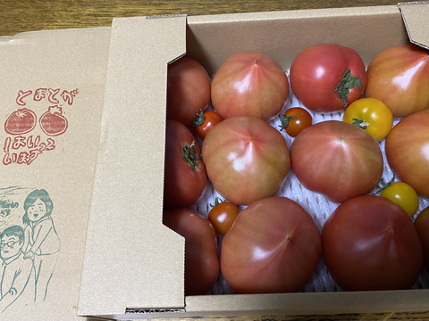 【 100％純トマト🍅】【雪ちゃんトマト】桃太郎トマト（2キロ箱満杯詰め）