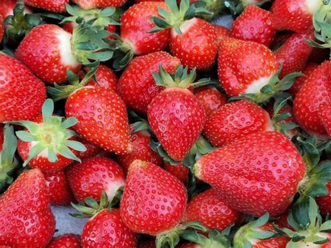 【配送エリア限定、日時指定必須】完熟で香り高い！秋田の夏イチゴ＜約150gｘ3パック＞