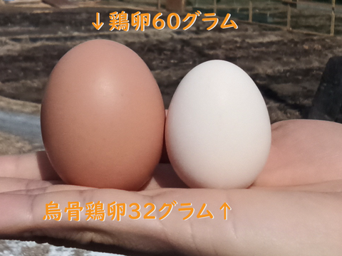 【12個(6個入り2パック)】産みたて平飼い烏骨鶏の新鮮卵  (1個あたりの重量約30g以上)【ﾃﾚﾋﾞ東京昼めし旅で紹介されました！】