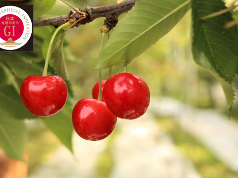 【上位数％の厳選品】　紅秀峰　大玉３Ｌ以上　ギフトＢＯＸ