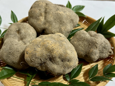 【特産】山の芋 約1kg 兵庫県六甲山麓有馬の美しい大地から産地直送