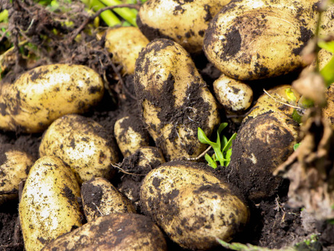 【牛すじ肉とセット商品もあります】　兵庫県香美町産新じゃが！　《きたあかり　箱入2kg》