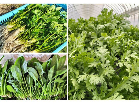 【福袋】鍋・お雑煮の葉物セットA＜セリ/春菊/ホウレンソウ,各300g＞ 【冬ギフト】